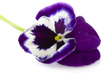 Blue Violet Pansy clipart