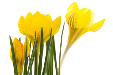 Crocus clipart