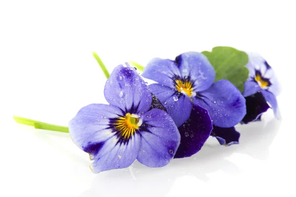 Blauwe viooltjes — Stockfoto