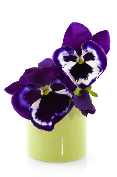 Fialové macešky v váza — Stockfoto