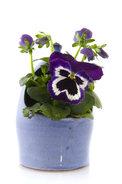 Violetas em azul — Fotografia de Stock