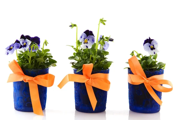 파란 제비 꽃 — 스톡 사진