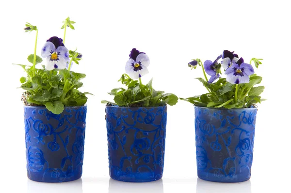 Blauwe viooltjes — Stockfoto