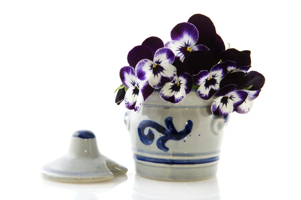 Pot from Cologne with Pansy flowers — Stock Photo, Image