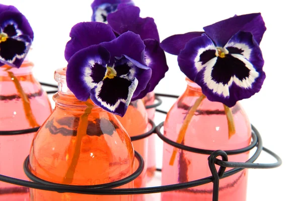 Kleurrijke viooltjes — Stockfoto
