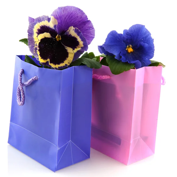 Pansy in bag — Stock Photo, Image