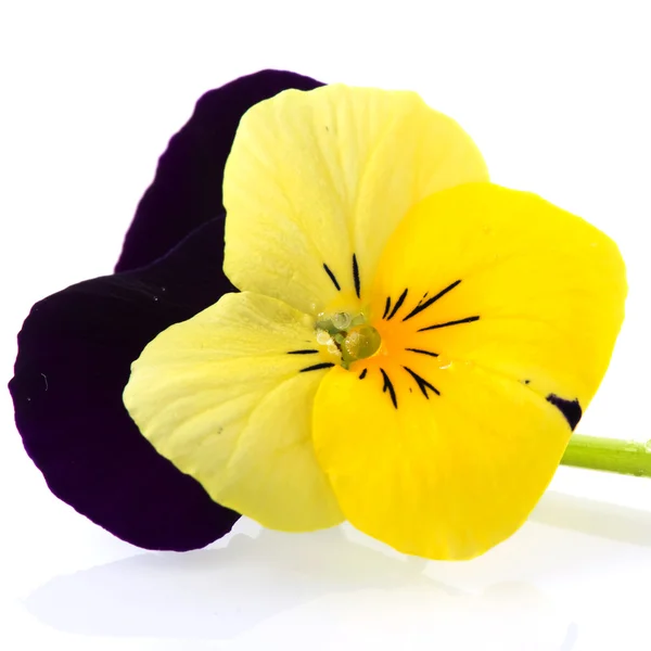 Lila och gul pansy — Stockfoto