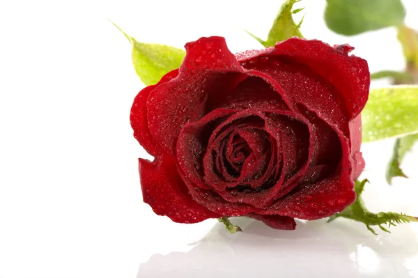 붉은 장미 한 송이 — 스톡 사진
