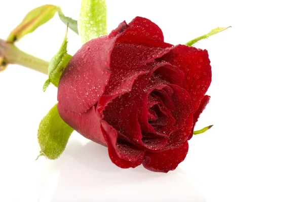 Einzelne rote Rose — Stockfoto