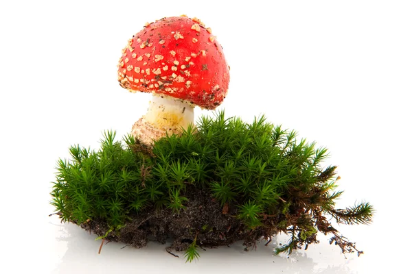Toadstool in green moss — Stock Photo, Image