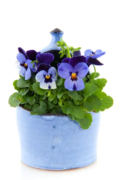 Violets for the garden — Stock Photo, Image