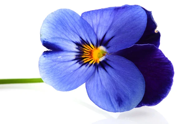 Violette per il giardino — Foto Stock
