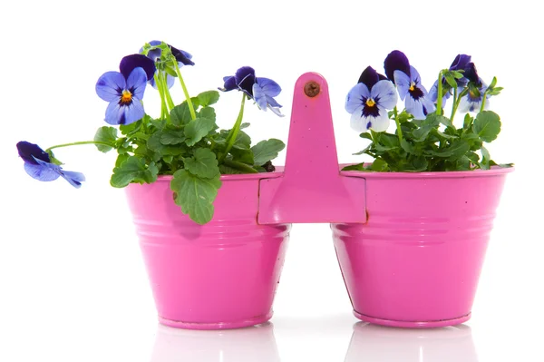 Violette per il giardino — Foto Stock