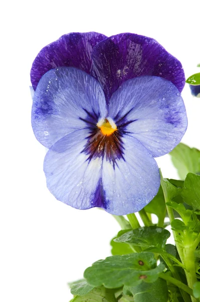 Violetas azules fotos de stock, imágenes de Violetas azules sin royalties |  Depositphotos