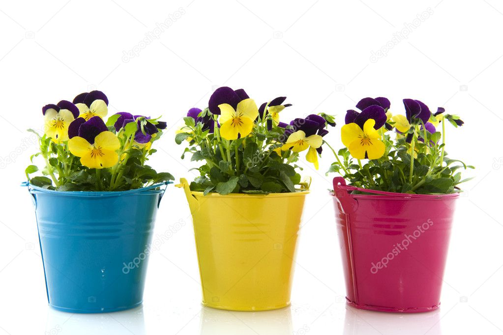 Yellow and purple violets