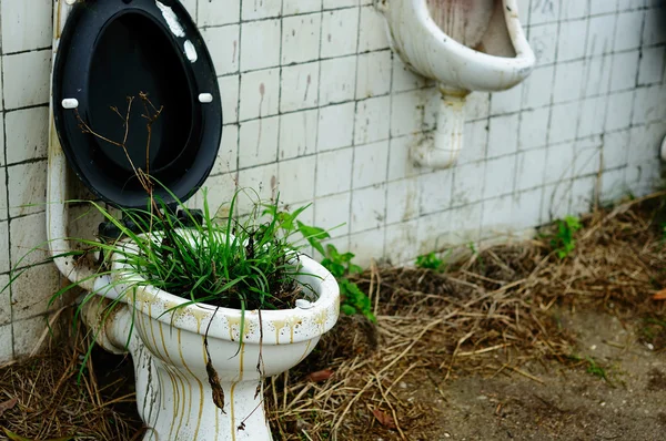 Gräs i en toalettstol — Stockfoto
