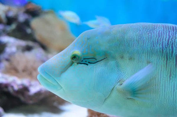 stock image Giant Wrasse