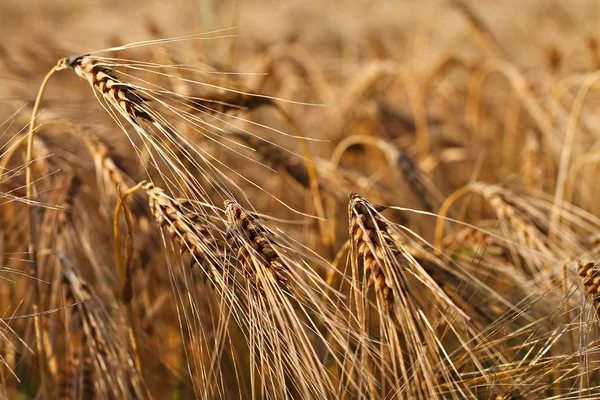 Grain — Stock Photo, Image