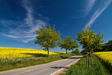 Road through a field of rape clipart