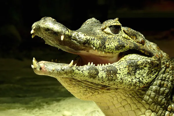 stock image Crocodile