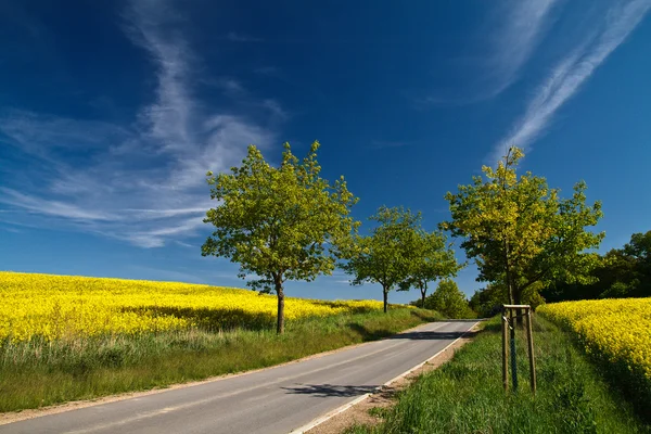 Road through a field of rape — Stock Photo, Image