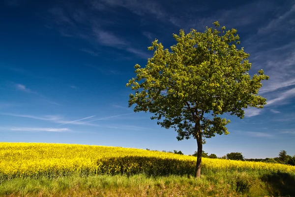 stock image Tree on a rape field