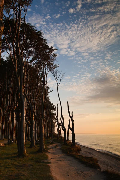 stock image Forest on shore