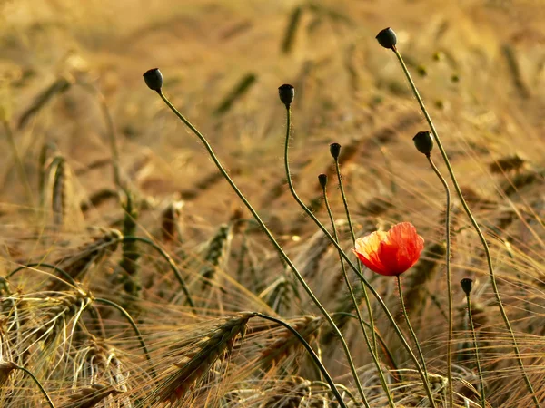 stock image Poppy