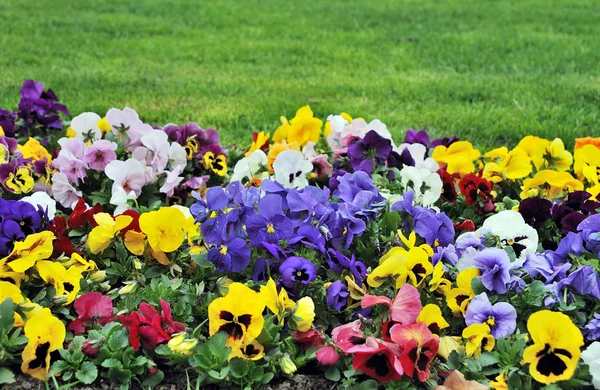 Rainbaw flowerbed — Stock Photo, Image