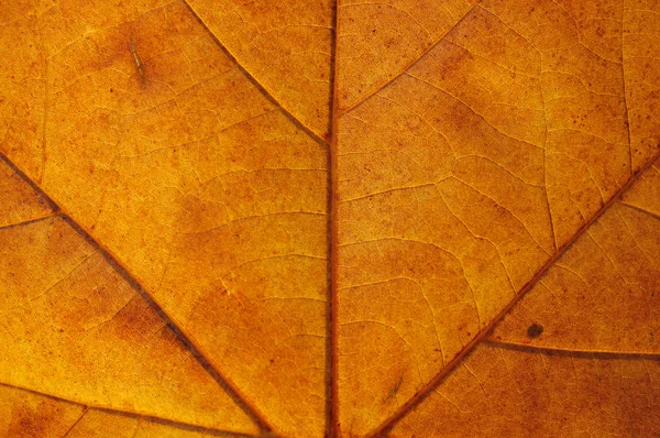 stock image Maple leaf