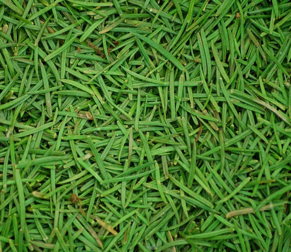 Conifer needles close-up — Stock Photo, Image