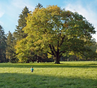 Boy and magic oak clipart