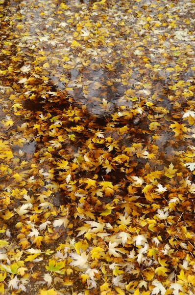 在一个水坑中的黄色枫叶 — 图库照片