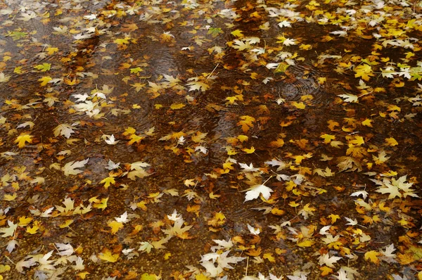 Желтые кленовые листья в луже — стоковое фото