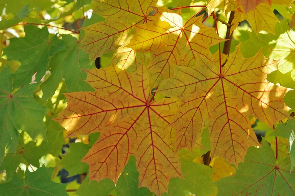 stock image Yellow leaves