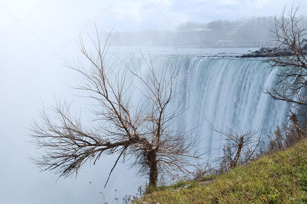 Tree against Niagara Falls