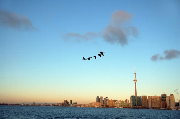 Toronto and geese — Stock Photo, Image