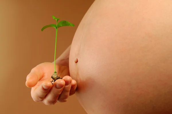 Pregnant woman and tangerine tree — Stok Foto