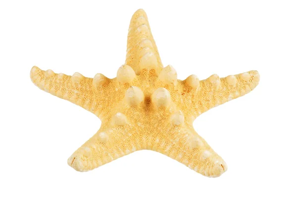 Starfish geïsoleerd — Stockfoto