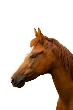 The shy horse clipart