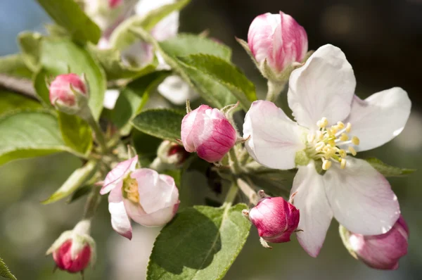 Jablko květiny — Stock fotografie