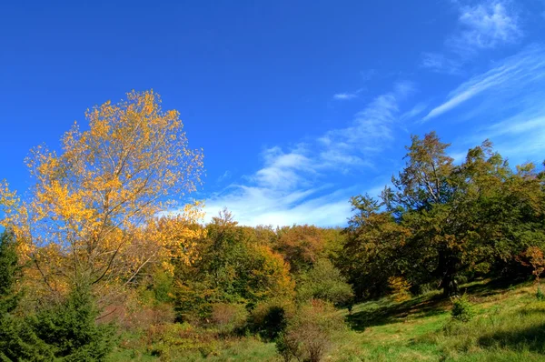 Hermosos colores otoñales en el bosque — Foto de Stock