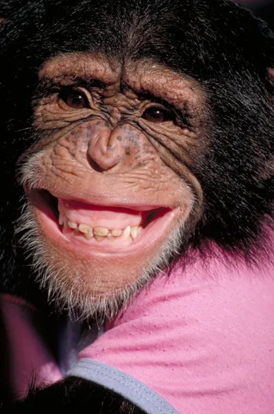 Chimpanzé Grinning Fotografias De Stock Royalty-Free