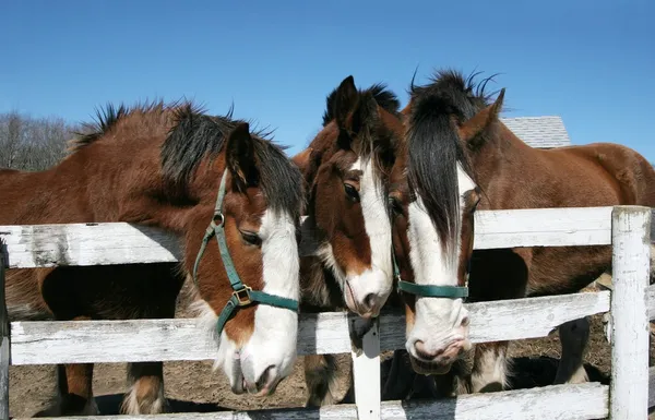 stock image Clydesdale horses