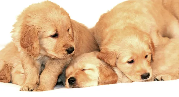Golden retriever puppies — Stock Photo, Image