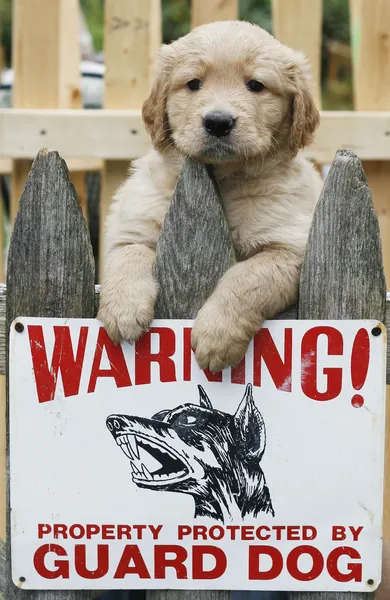 Golden retriever puppy guard dog — Stock Photo, Image