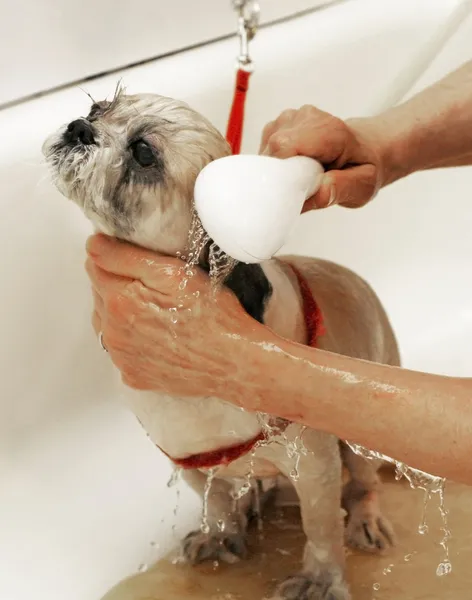 Cão sendo banhado Imagem De Stock