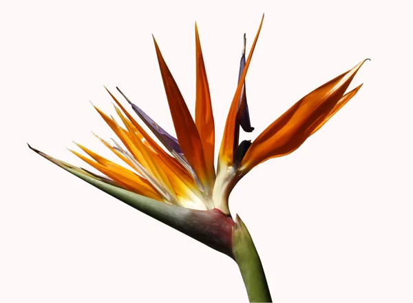 Πουλί του παραδείσου λουλούδι Royalty Free Εικόνες Αρχείου