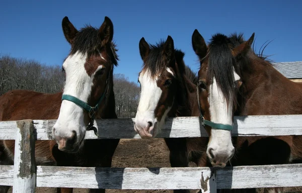 Cavalos de Clydesdale Imagens Royalty-Free