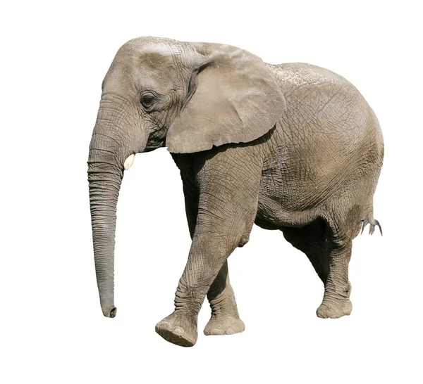 Elefant Stockbild